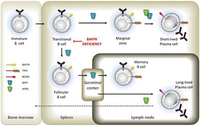 Frontiers | BAFF And BAFF-Receptor In B Cell Selection And Survival